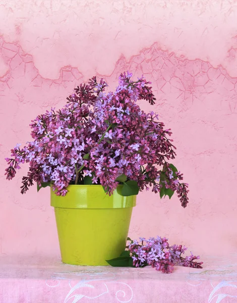 Lilacs — Stock Photo, Image