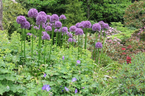 Blomväxter — Stockfoto