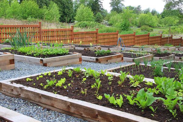 Community vegetable garden