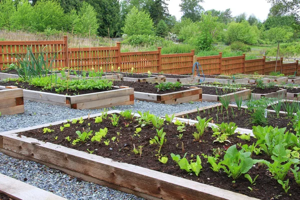 Gemeenschap moestuin Stockafbeelding