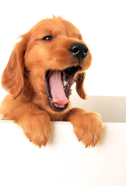 Cãozinho chorão — Fotografia de Stock