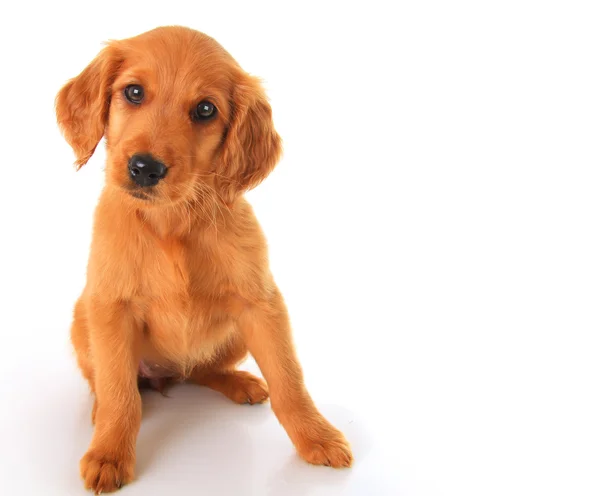 Gouden Ierse pup — Stockfoto