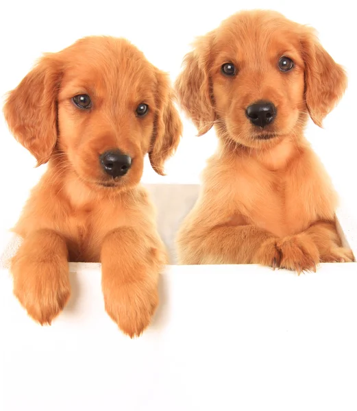 Golden Irish puppies — Stock Photo, Image