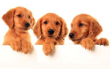 Golden retriever puppies clipart