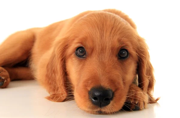 Golden Irish puppy — Stock Photo, Image