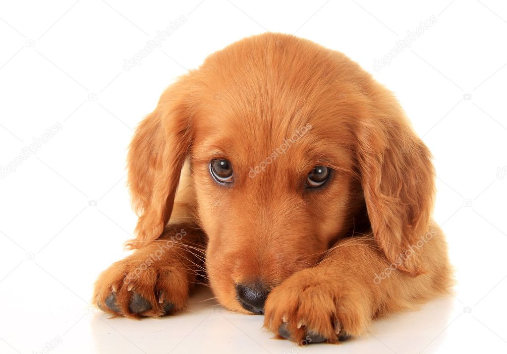 áˆ Golden Retriever Puppies Stock Pictures Royalty Free Golden Retriever Puppy Photos Download On Depositphotos