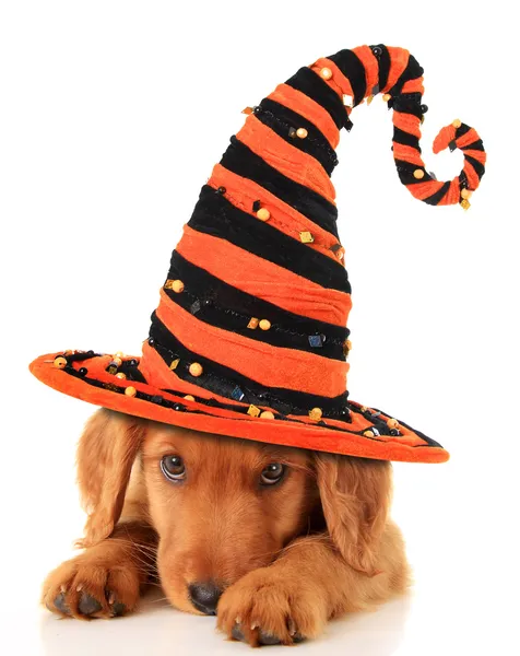 Halloween puppy — Stock Photo, Image