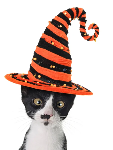 Halloween kattunge — Stockfoto