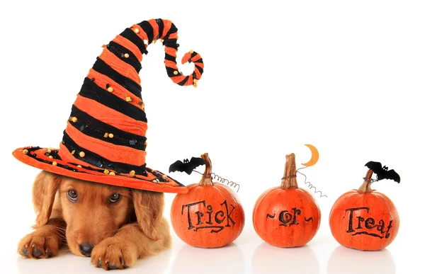 Halloween puppy — Stockfoto