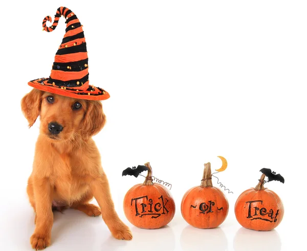 Halloween puppy — Stock Photo, Image