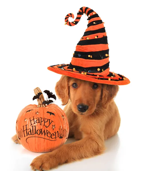 Cachorro Halloween — Foto de Stock