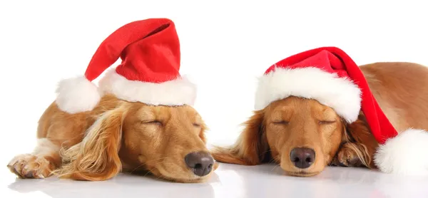 Sleepy Santa Christmas dogs — Stock Photo, Image