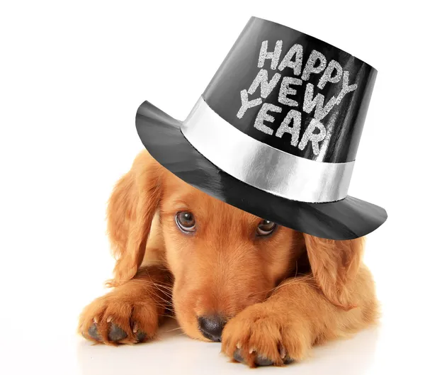 Happy New Year puppy — Stock Photo, Image