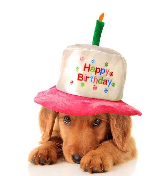 Cachorro feliz aniversário — Fotografia de Stock