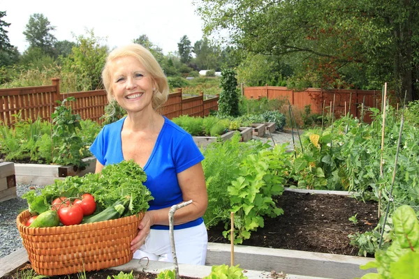 Senior gardener and vegetables. — Stock Photo, Image
