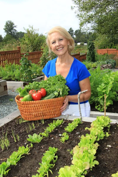 Jardinero senior y verduras . — Foto de Stock