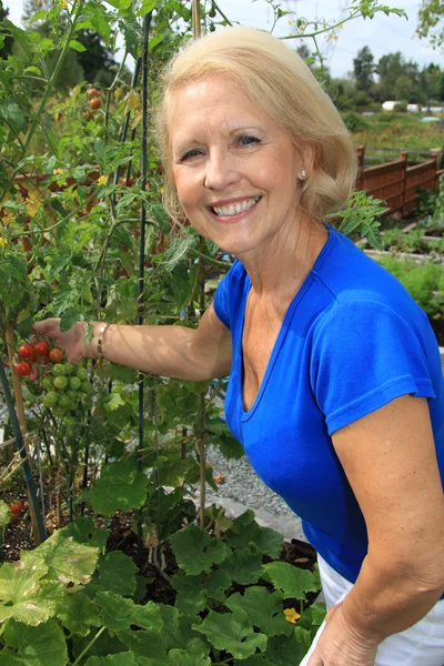 Senior gardener and vegetables. — Stock Photo, Image