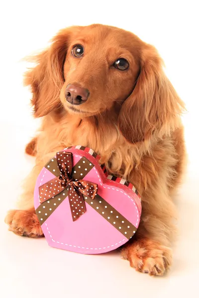 Cachorrinho valentine — Fotografia de Stock