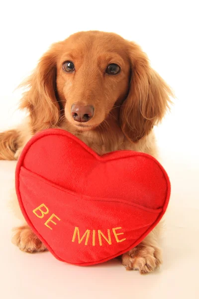 Cachorro Valentine — Foto de Stock