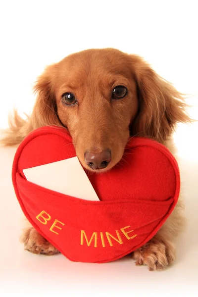 Valentijn pup — Stockfoto