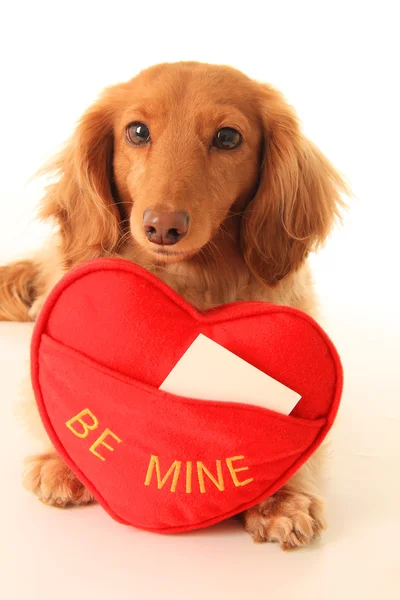 Cachorrinho valentine — Fotografia de Stock