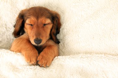 Dachshund Köpek