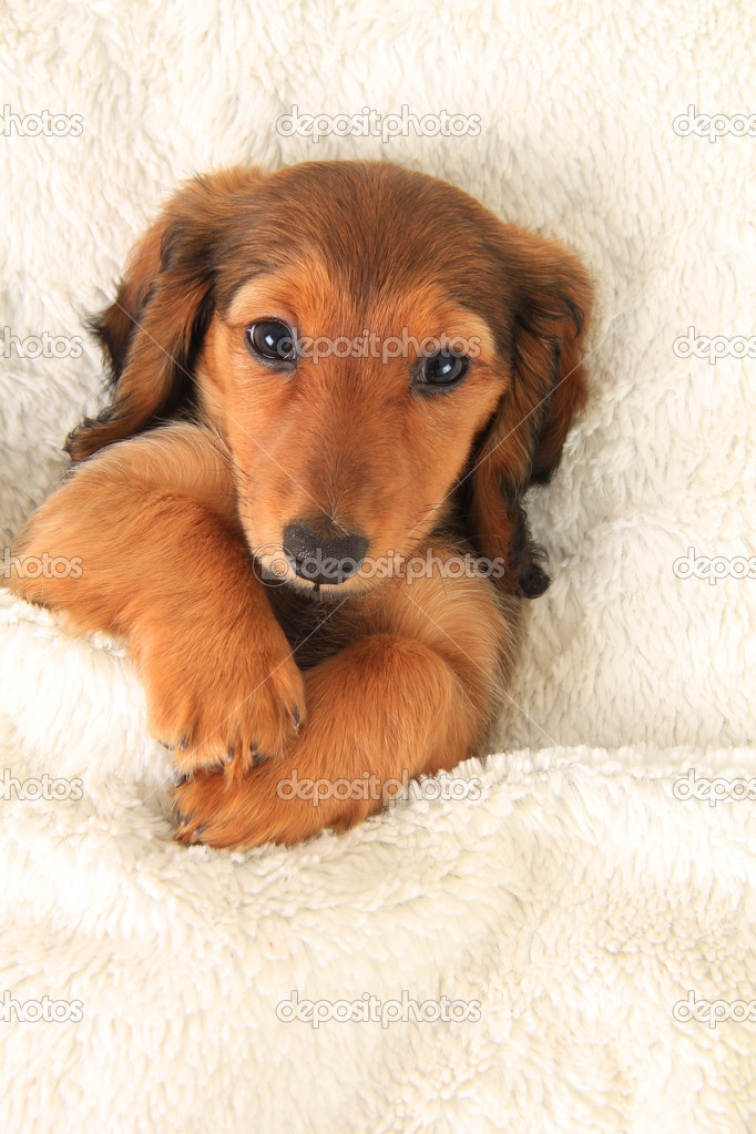 ダックスフンド 子犬 ストック写真 C Hannamariah 40