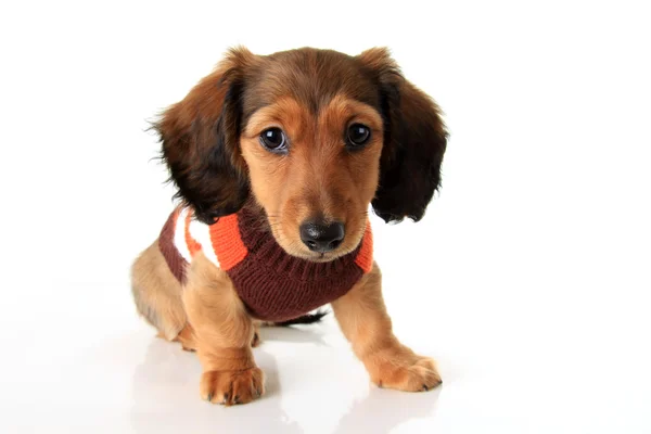 Filhote de cachorro Dachshund — Fotografia de Stock