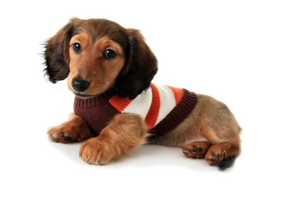 Dachshund puppy — Stock Photo, Image