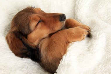 Uyuyan dachshund köpek