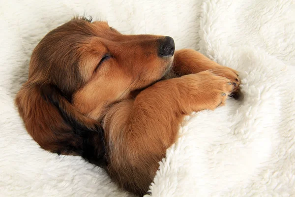 Cachorrinho dormindo dachshund — Fotografia de Stock