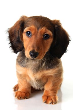 Dachshund Köpek