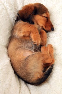 Uyuyan dachshund köpek