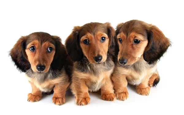 Dachshund köpekler — Stok fotoğraf