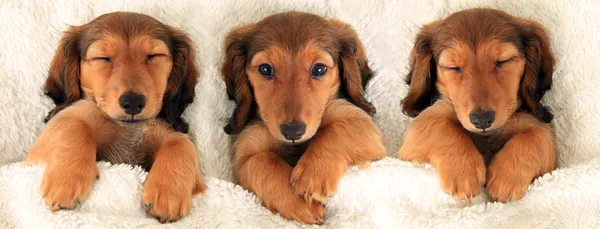 Tres cachorros salchichas — Foto de Stock