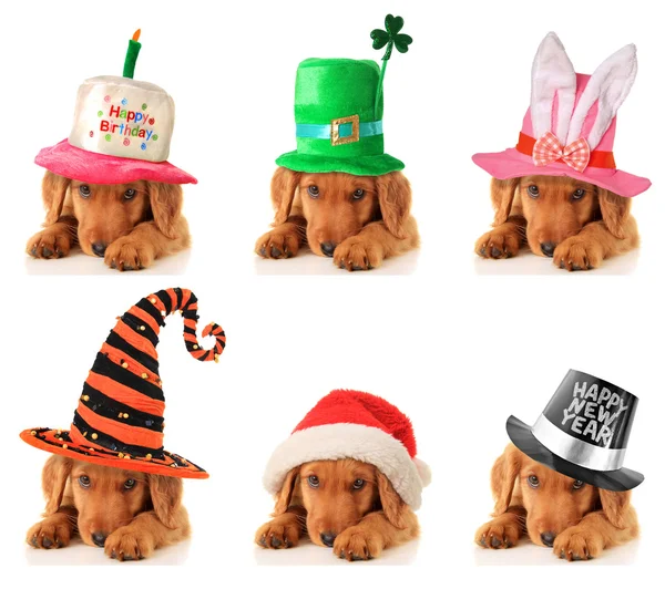 A puppy for every occasion — Stock Photo, Image