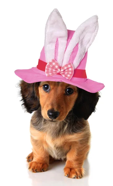 Easter puppy — Stock Photo, Image