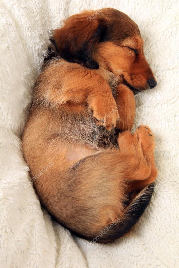 Sleeping dachshund puppy