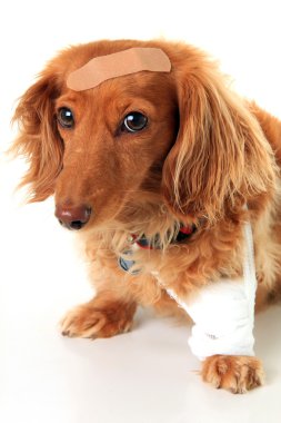 hasta yavru köpek