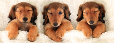Dachshund köpekler yatakta
