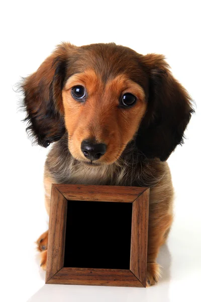 Cachorrinho Dachshund com placa de giz — Fotografia de Stock