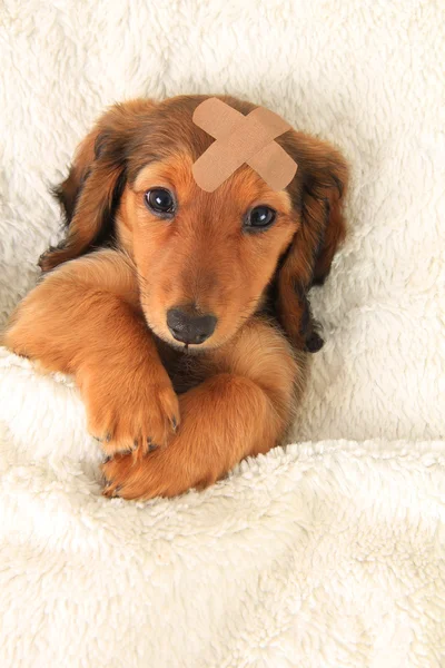 Injured Dachshund puppy — Stock Photo, Image