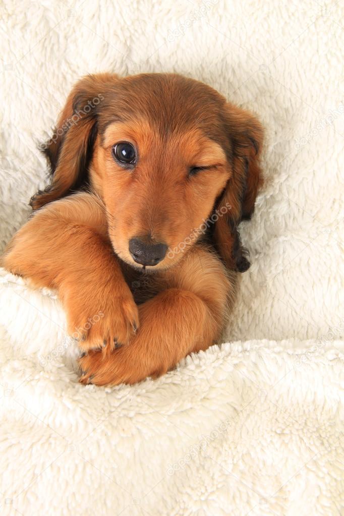 Dachshund puppy winking — Stock Photo © Hannamariah #45525761