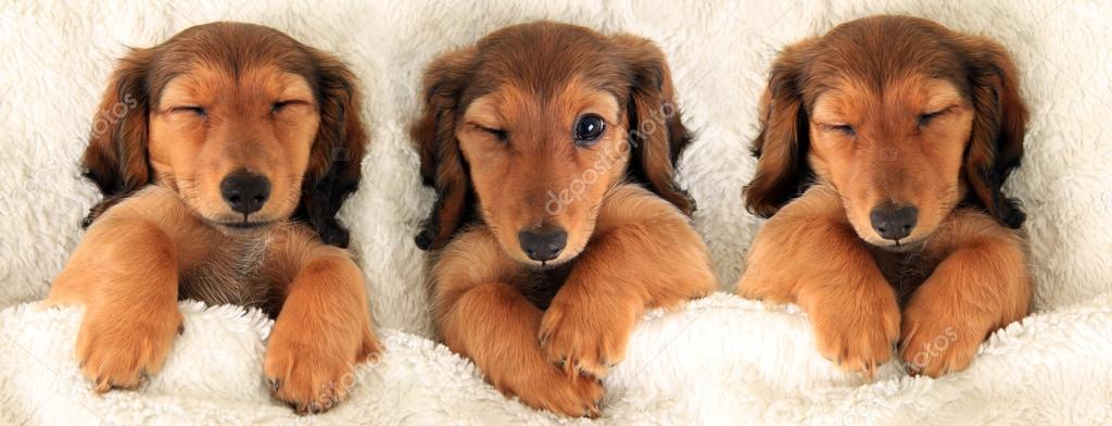 Dachshund puppies in bed