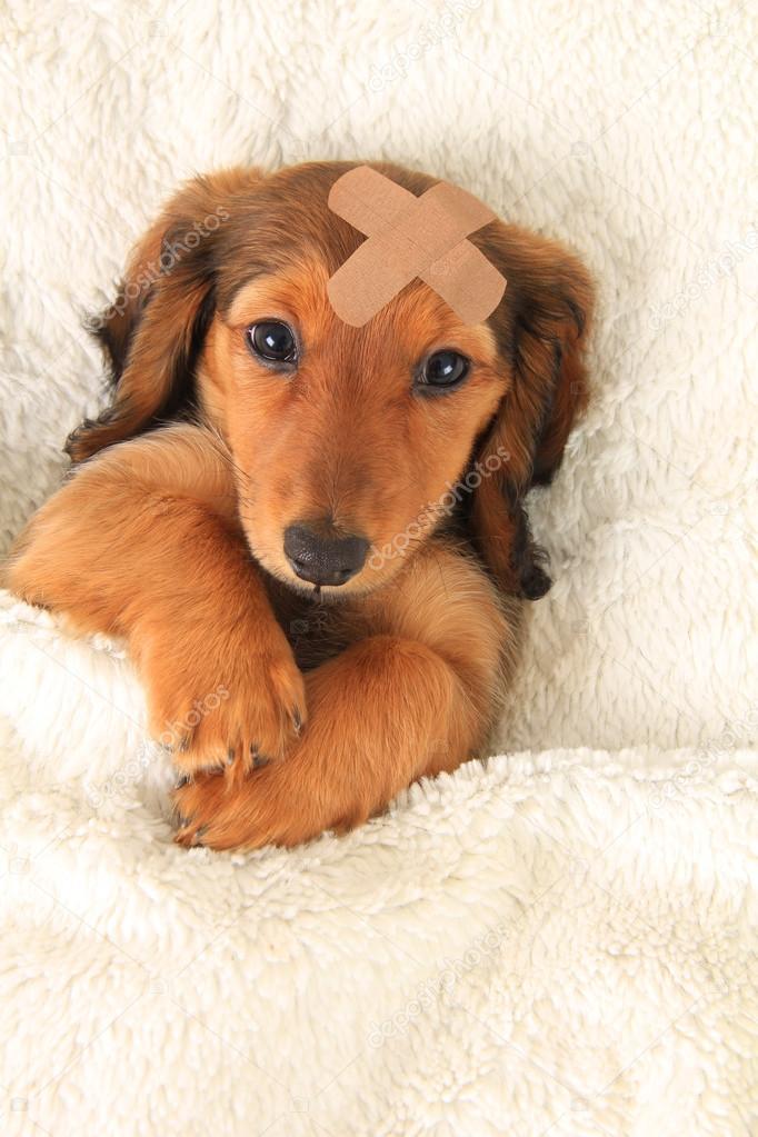 Injured Dachshund puppy