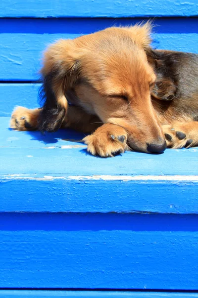 Dachshund cachorro dormindo — Fotografia de Stock