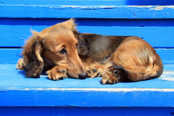 Teckel puppy — Stockfoto