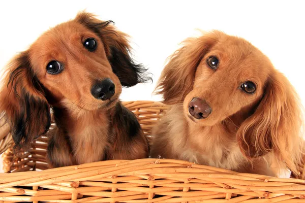 Cachorros Dachshund — Foto de Stock