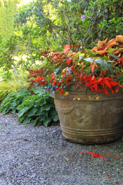 begonias ve lobelia dolu ekici