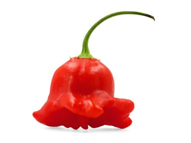 Olgun kırmızı Chili Pepper, kapsicum baccatum, beyaz arka planda izole.